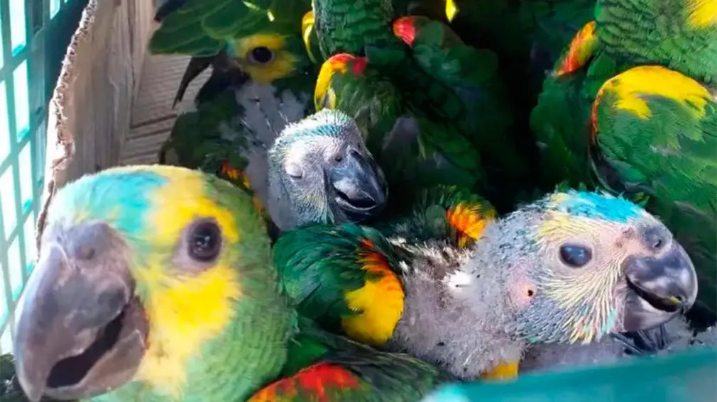loros